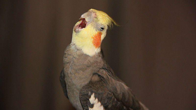 Простуда у попугая: симптомы и признаки, как лечить, какие меры профилактики предпринимать