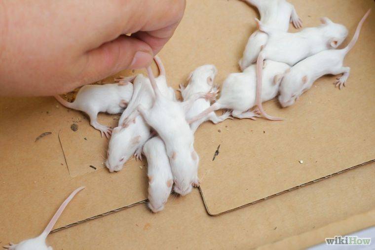 Размножение мышей в дикой природе, домашних условиях. сколько мышат рожает мышь?