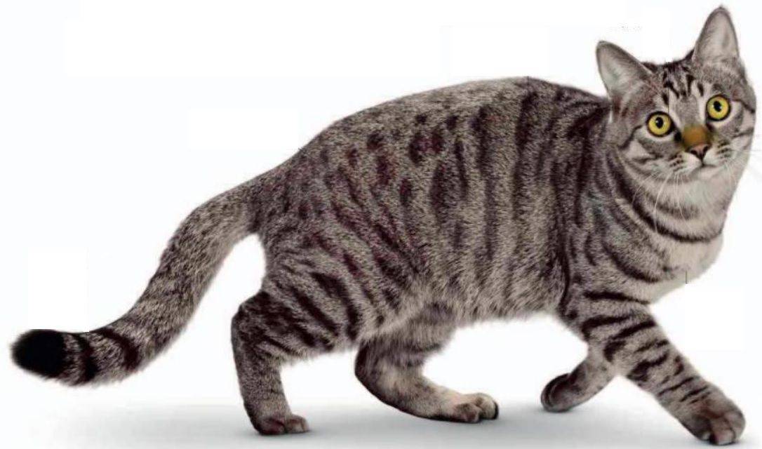 Китайская или гобийская серая кошка