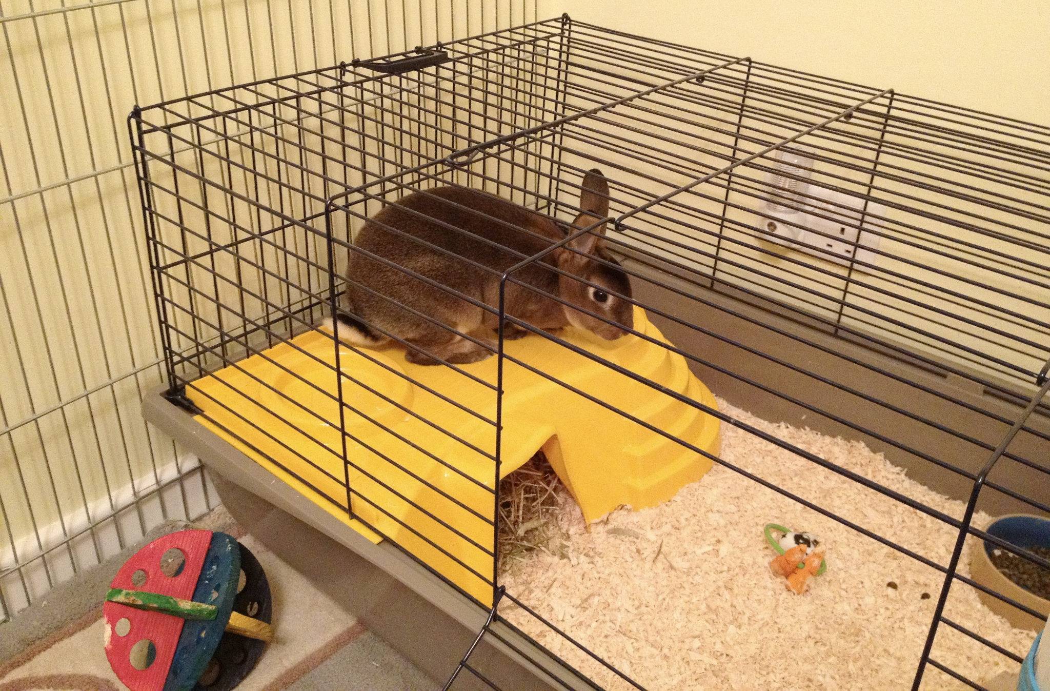 Кролик в квартире: плюсы и минусы содержания и стоит ли заводить