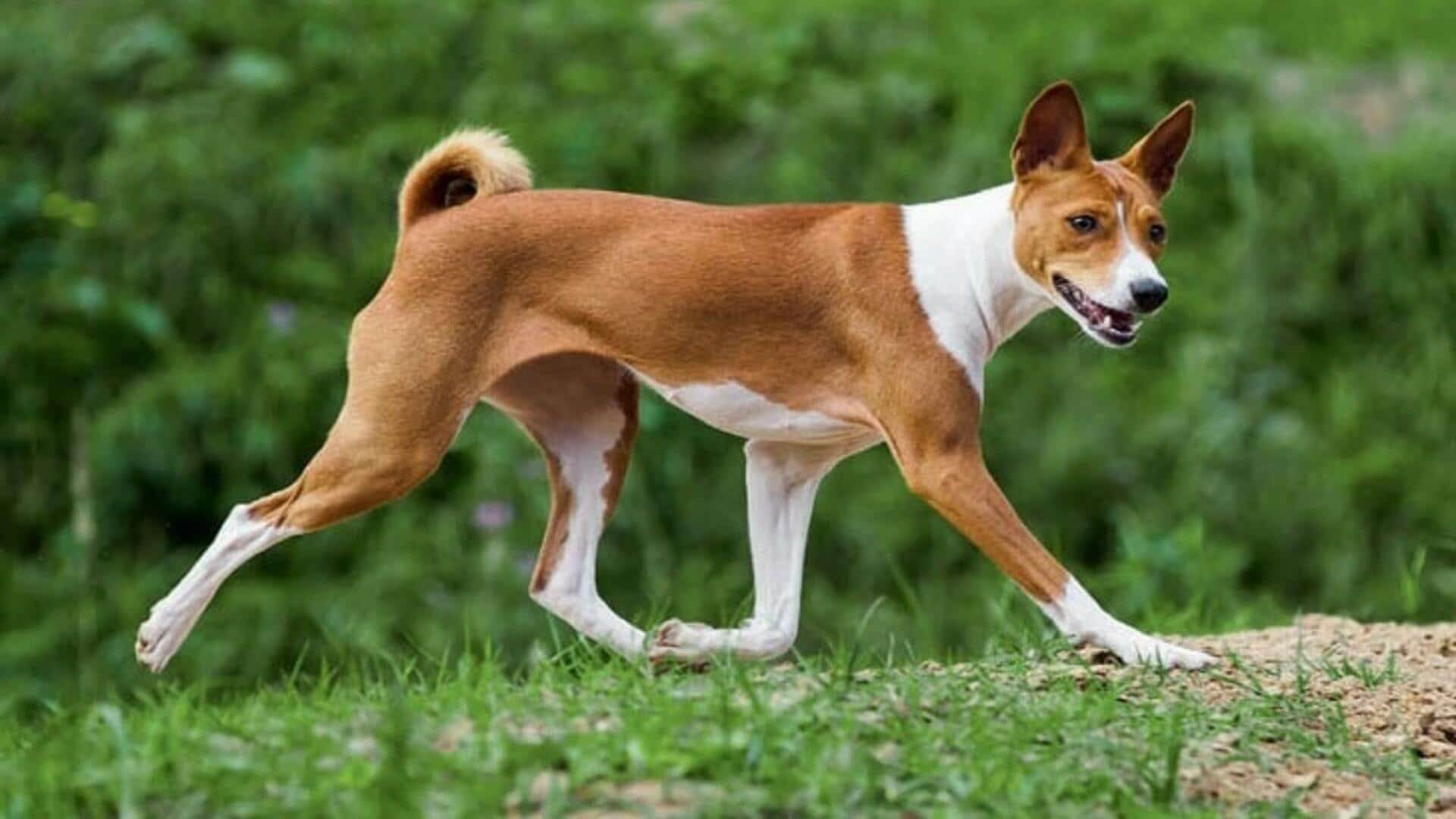 Собака басенджи: описание породы, характер, африканская, нелающая