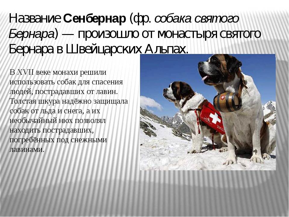 Породы собак спасателей с фотографиями