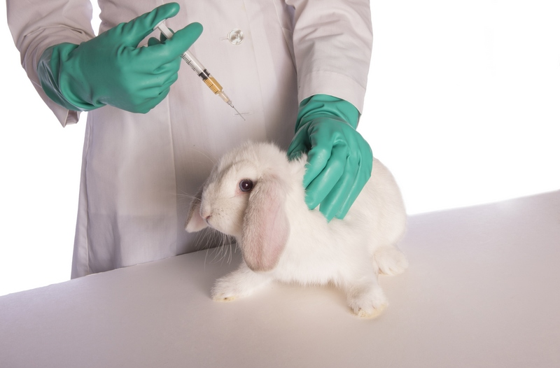 Почему у кроликов гноятся глаза: что делать в домашних условиях, если распухают у декоративного - лечение и чем лечить болезни