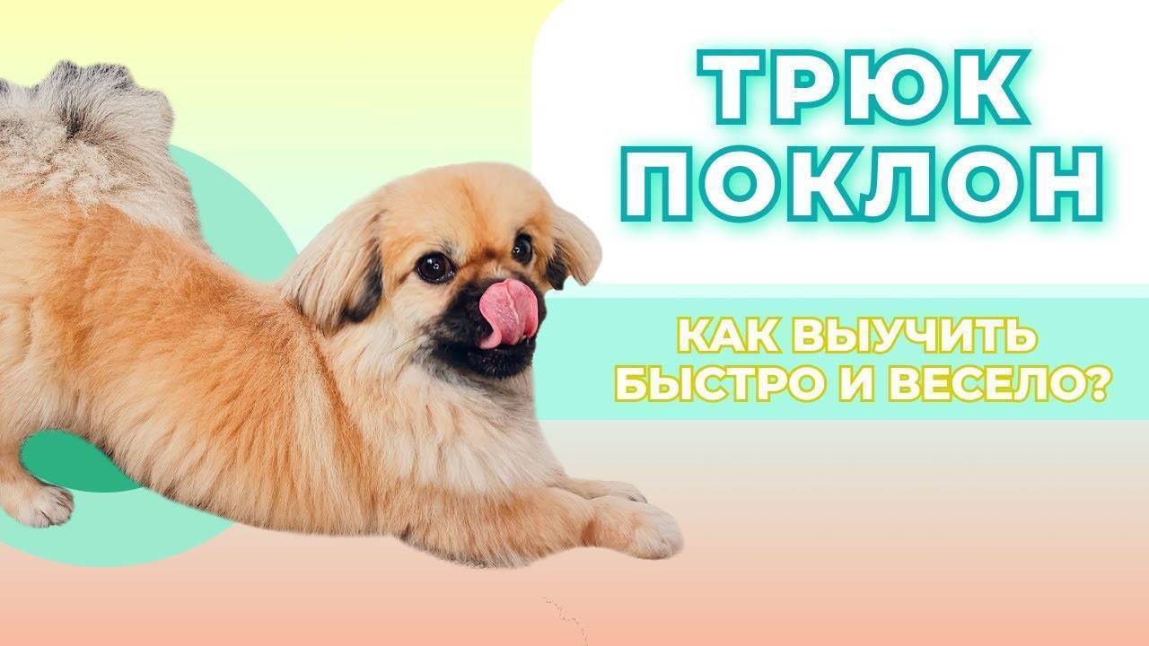 Обучение команде «голос»: методы, хитрости, советы специалиста