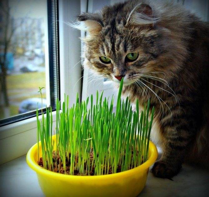 Какую траву и зачем едят кошки