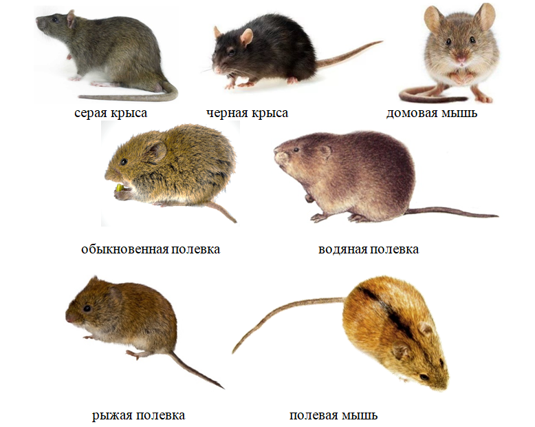 Строение мыши полевки. Разновидности грызунов. Крысы вредители. Синантропные Грызуны это. Синантропные животные это
