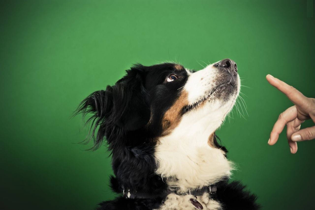 Учим собаку команде "нельзя": основы и нюансы | ваши питомцы