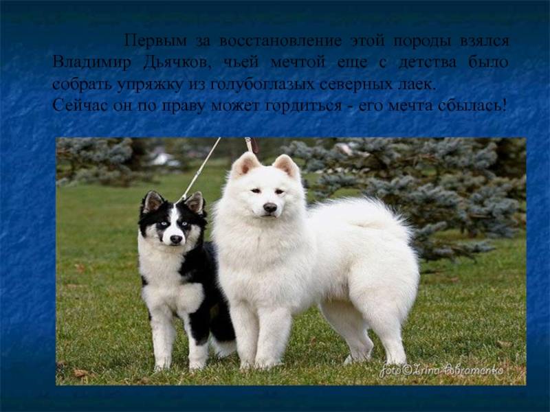 Собака лайка: описание, разновидности и  характеристика.  как выбрать лайку