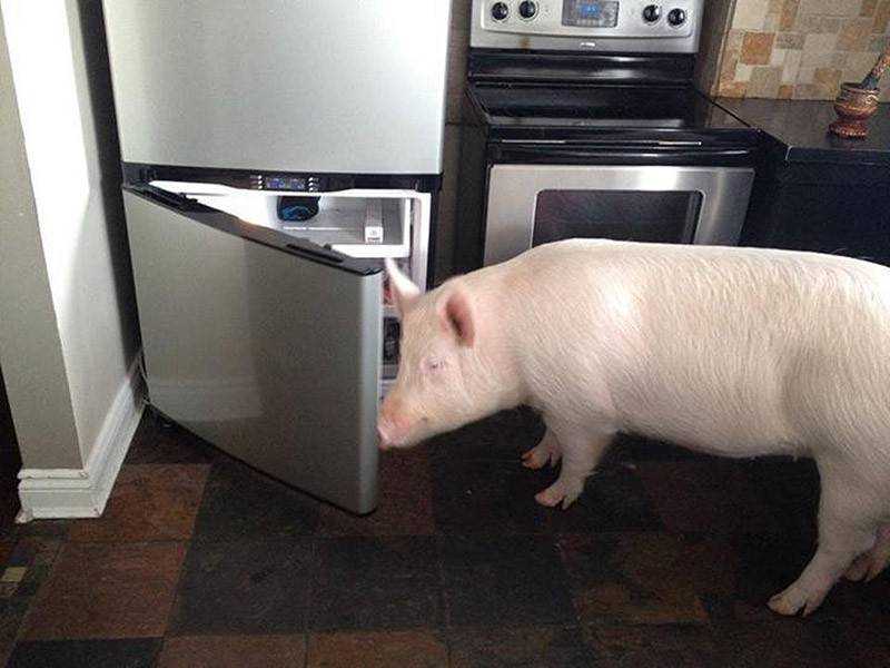 Мини-пиг: как ухаживать за карликовой свинкой в домашних условиях