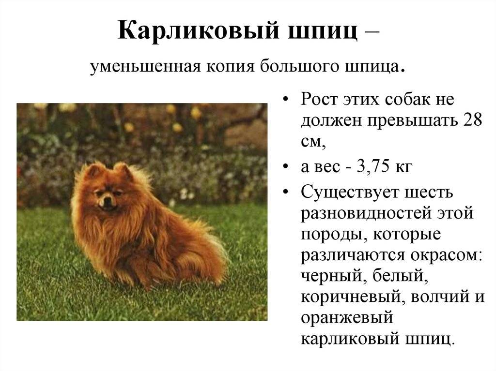 Описание породы померанских шпицев, особенности их характера и стандарты собаки