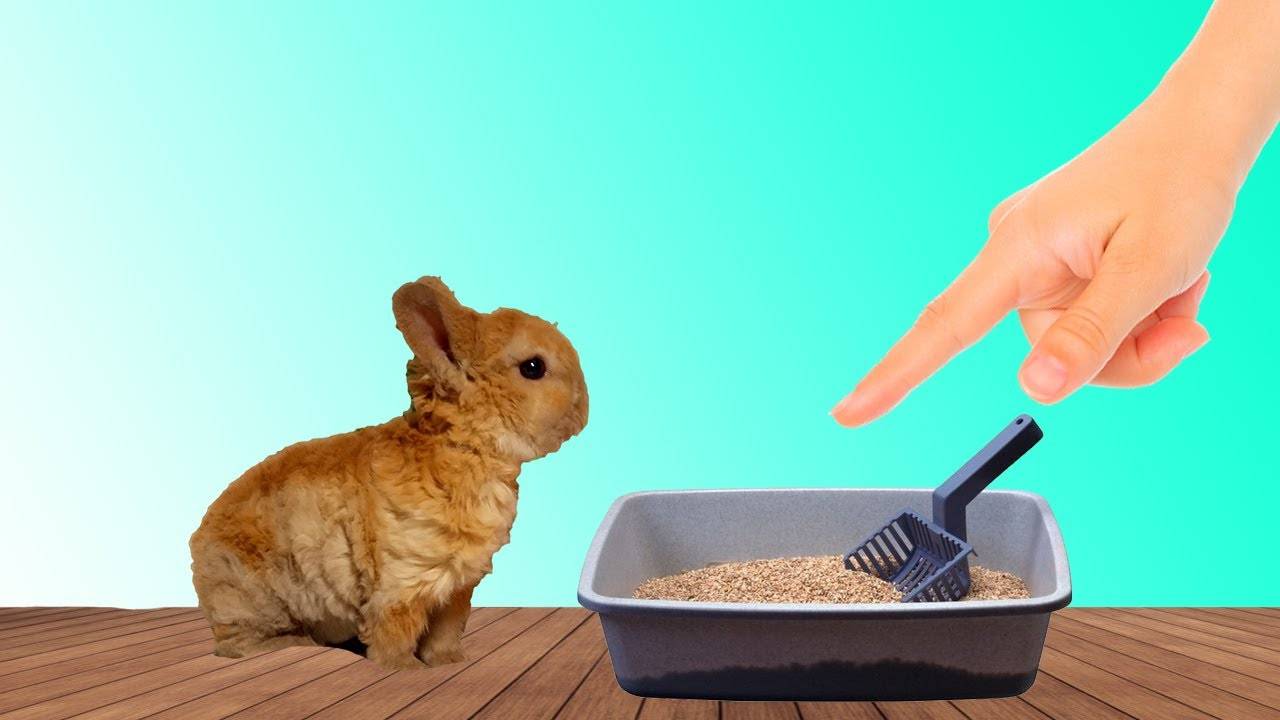 Как приучить декоративного кролика к лотку?