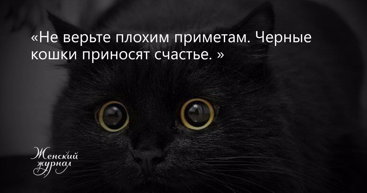 Черная кошка в доме – хорошо это или плохо, стоит ли заводить, что она приносит: приметы и суеверия