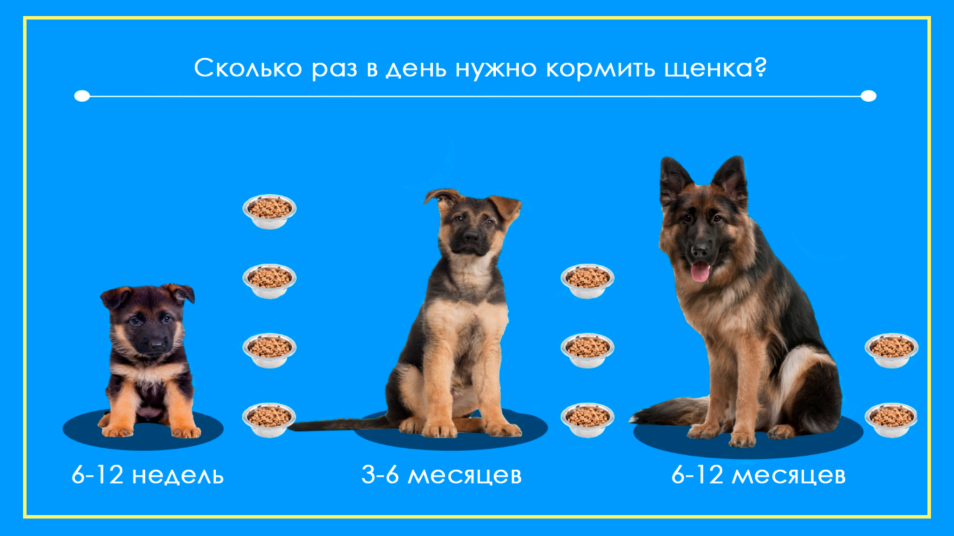 Сколько нужно есть собаке