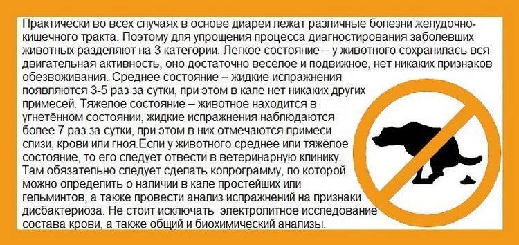Понос у собаки: что делать и чем лечить, причины недуга