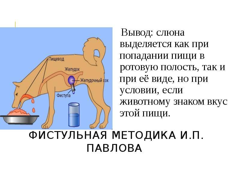 Собака постоянно облизывается. почему ваша собака постоянно облизывается и сглатывает слюну