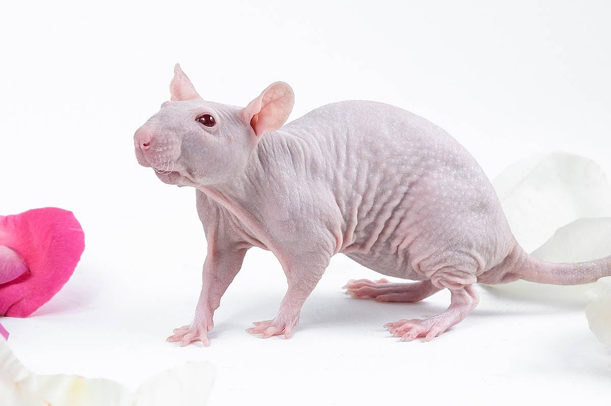 Все о лысой крысе сфинкс: описание, виды, уход и содержание, чем кормить