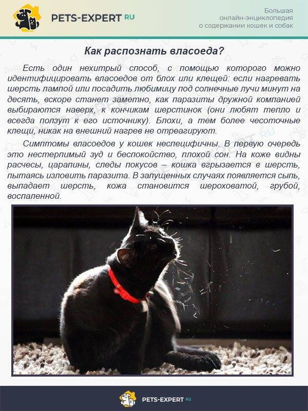 ᐉ арахноэнтомозы (блохи, власоеды, клещи) - как лечить у собак - ➡ motildazoo.ru