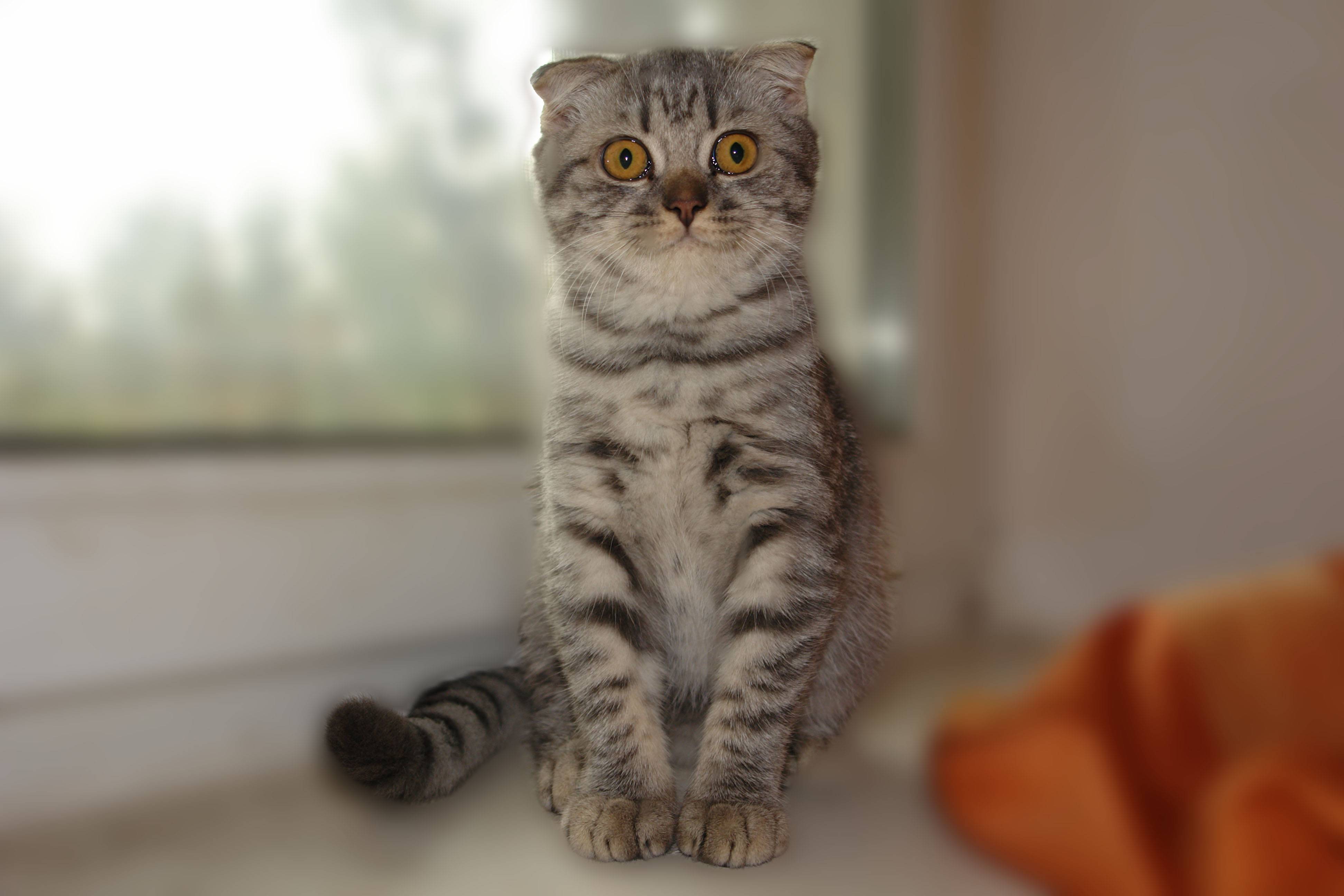 Порода кошки из рекламы вискас