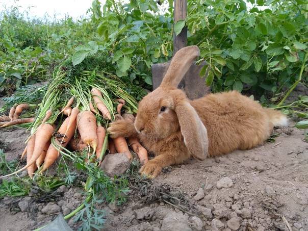Можно ли кормить кроликов сырой картошкой