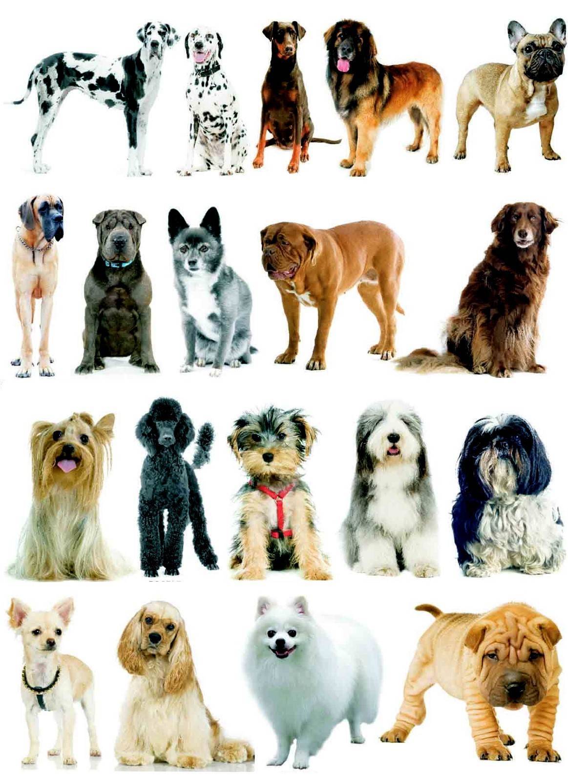 Сколько пород собак существует в мире?
