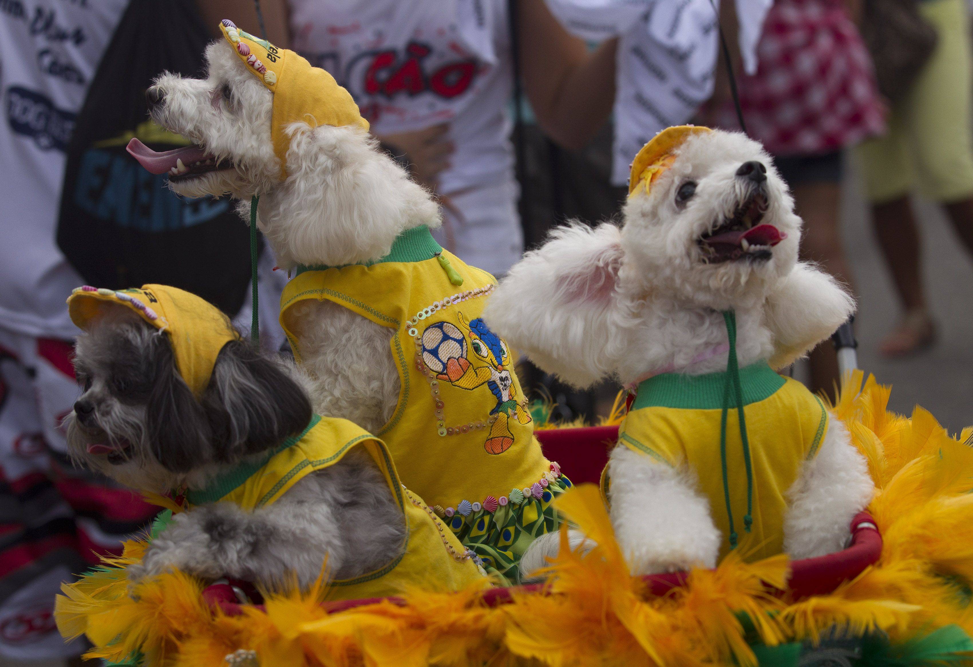 Бразильский карнавал в рио-де-жанейро: самба никогда не лжет