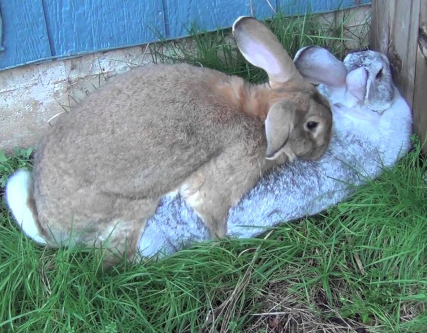 Ложная беременность у крольчихи | кролик дома