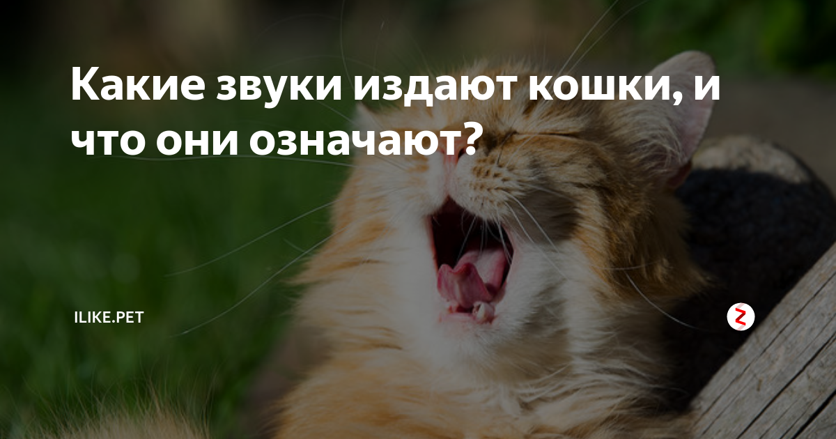 12 звуков, которые издает кот, и что они означают - gafki.ru