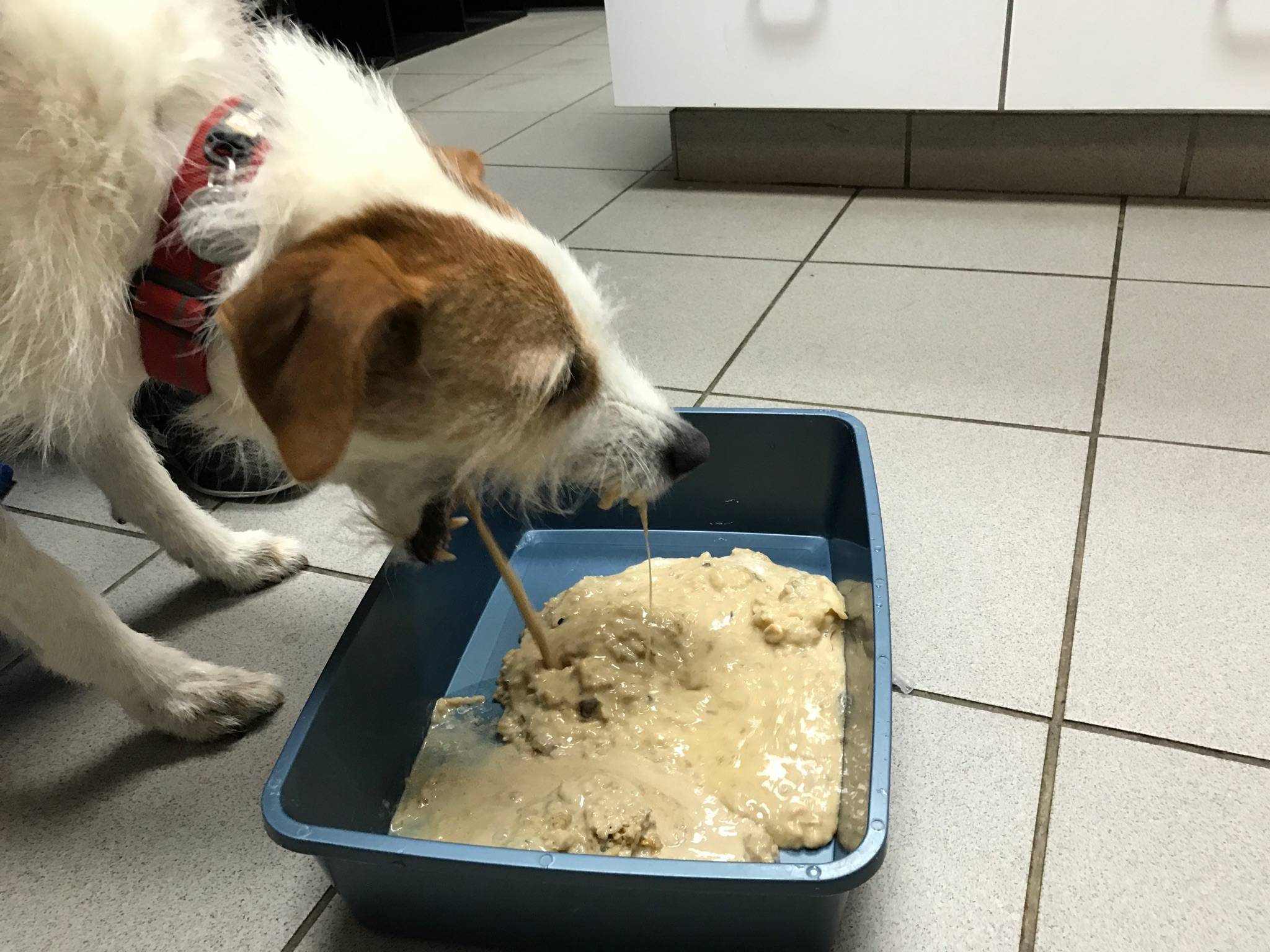 Кота тошнит белой пеной и он ничего не ест: причины, лечение