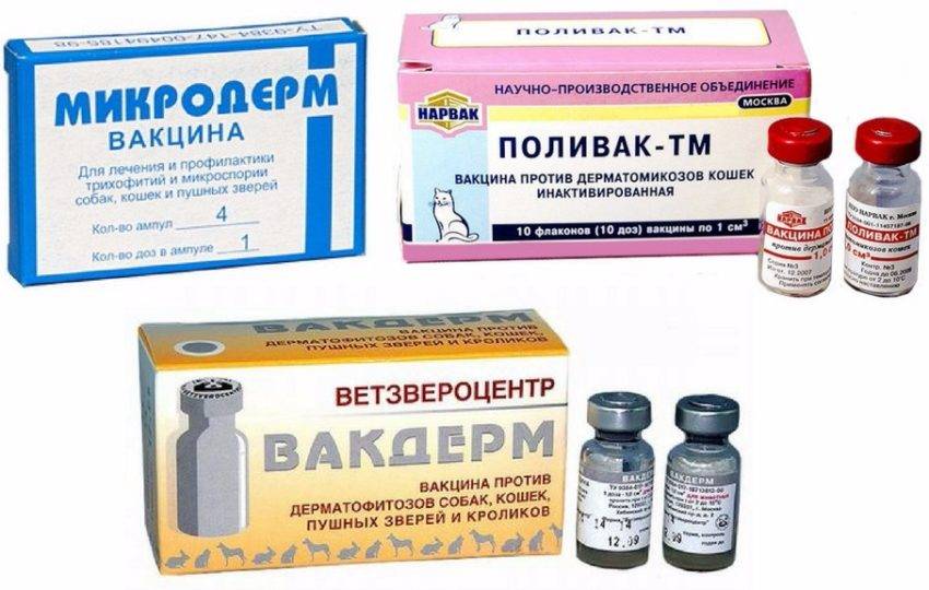 Пути заражения и методы лечения дерматомикоза у собак