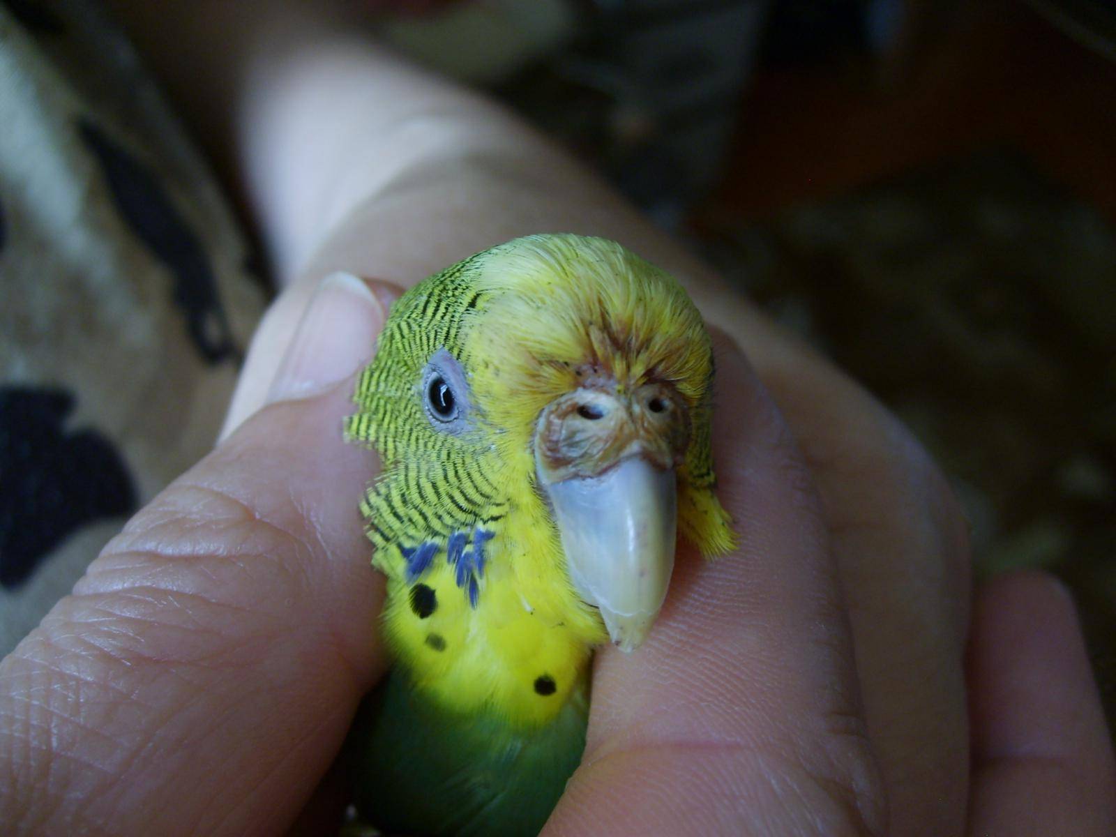 ? наросты возле клюва у попугая: связанные заболевание, лечение