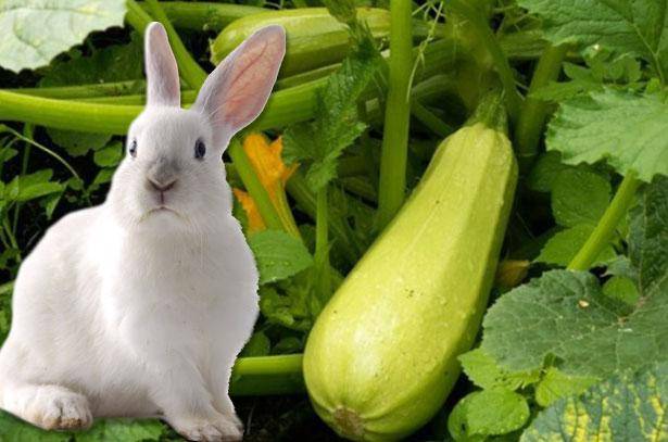 Можно ли кормить кроликов тыквой и кабачками
