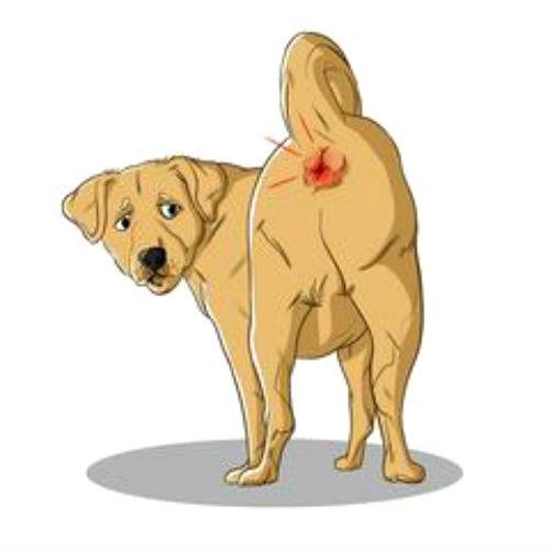 Запор у щенка: причины, симптомы, лечение
