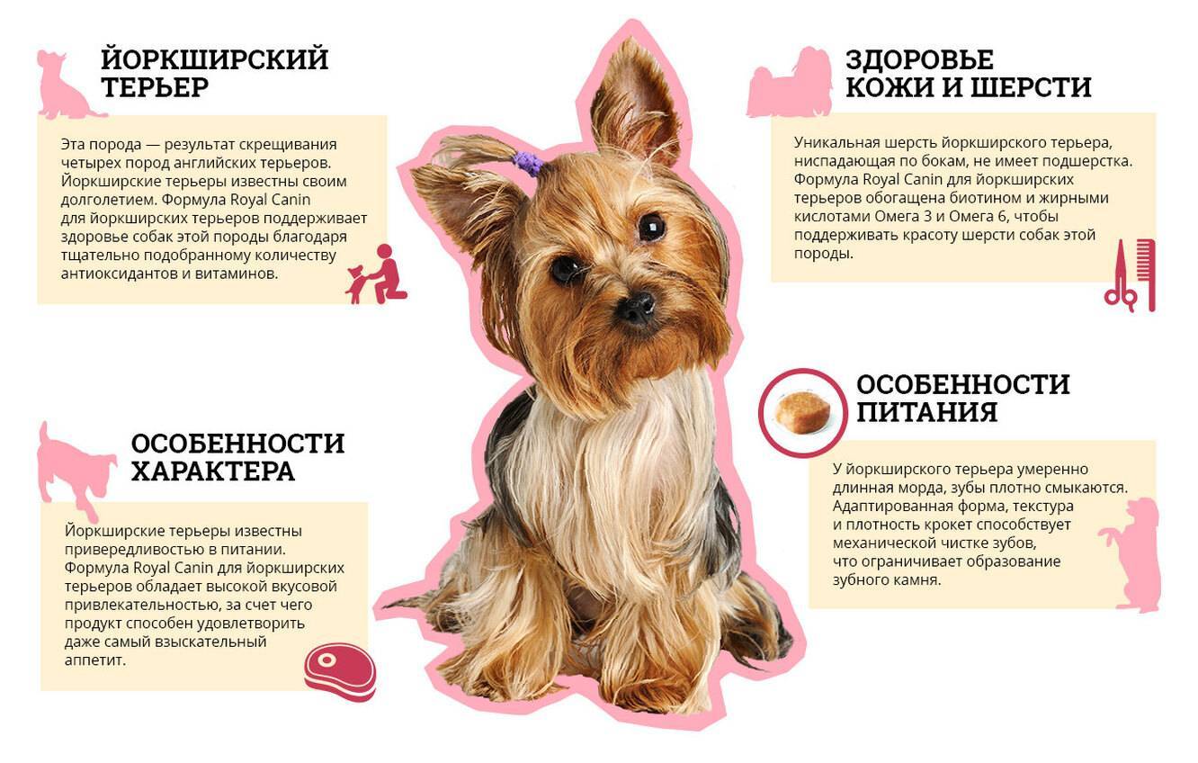 Дрессировка йоркширского терьера – стадии процесса