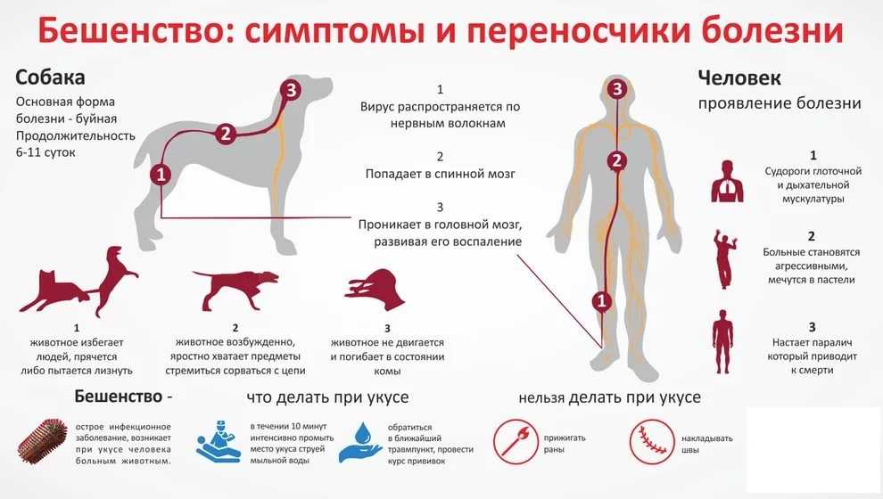 Дерматит у собак - причины, симптомы, лечение