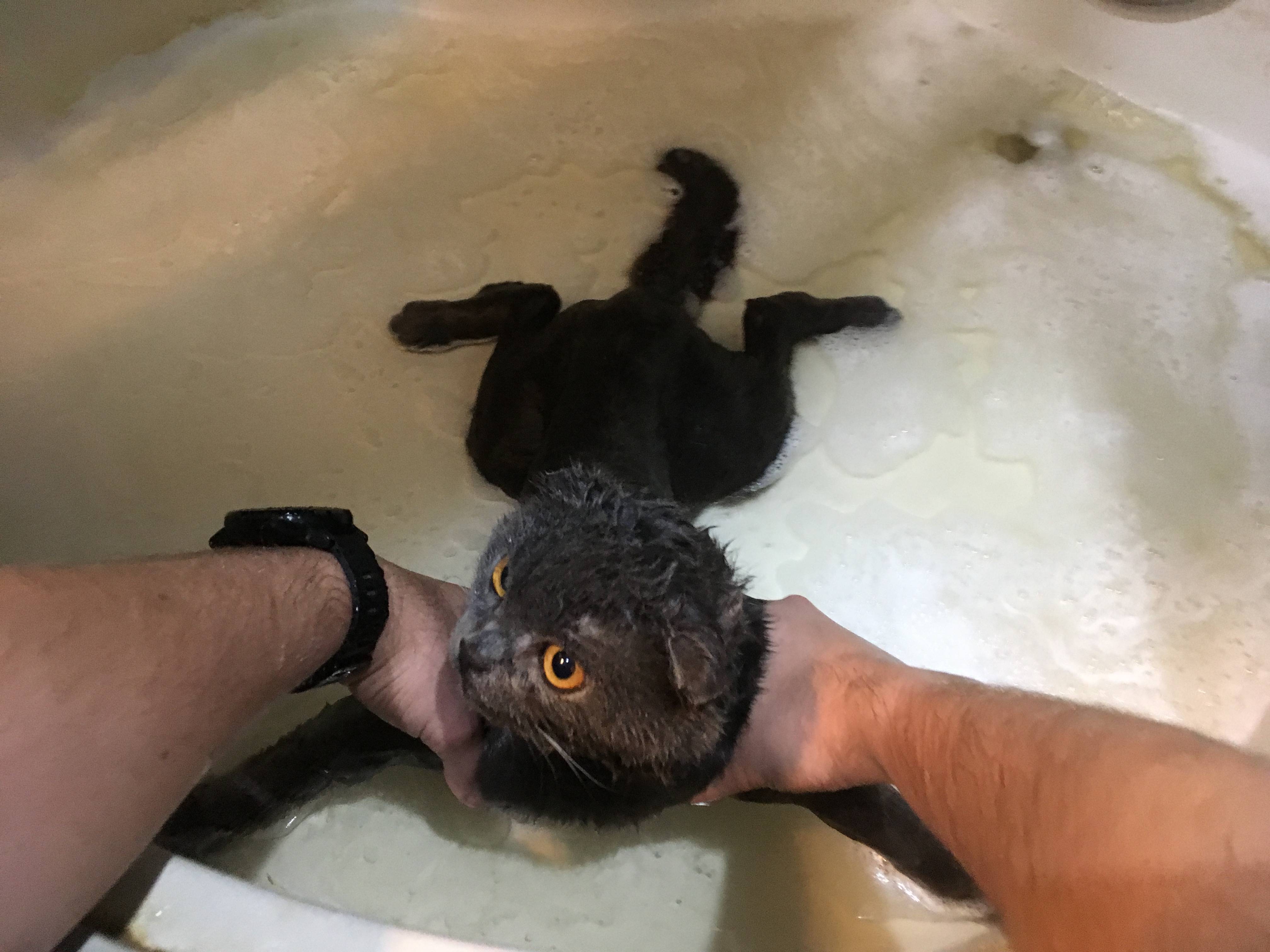 Почему кошки боятся воды