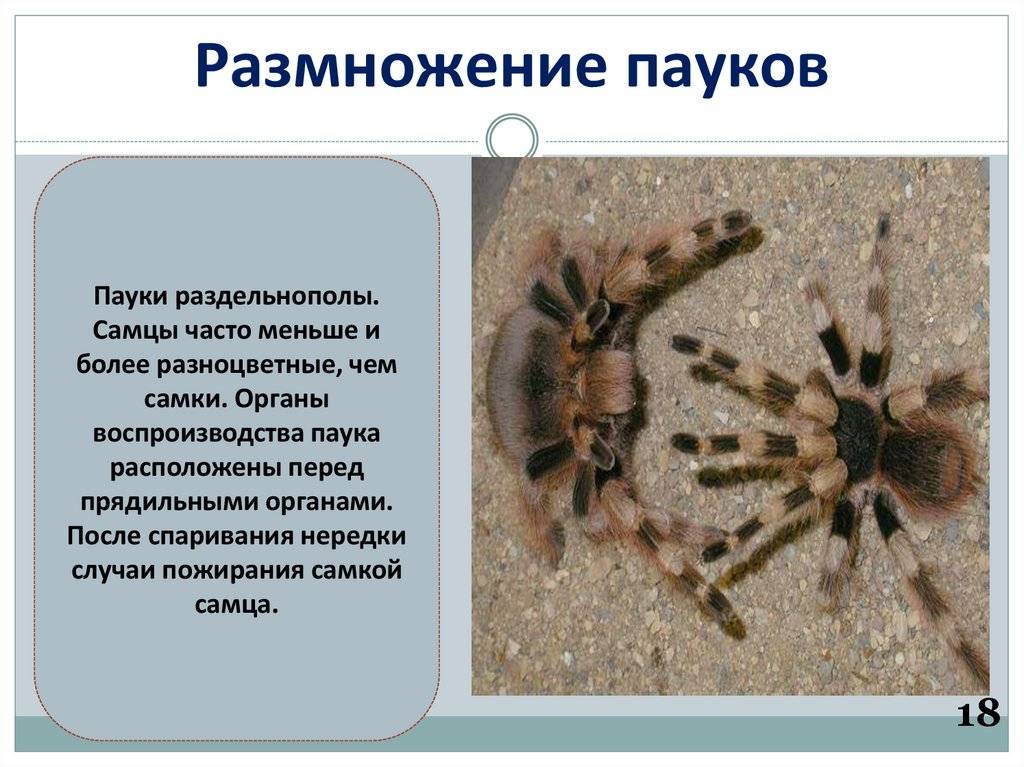 Тарантул – большой ядовитый паук