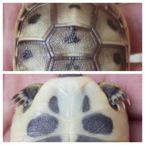 Как определить пол и возраст сухопутной черепахи