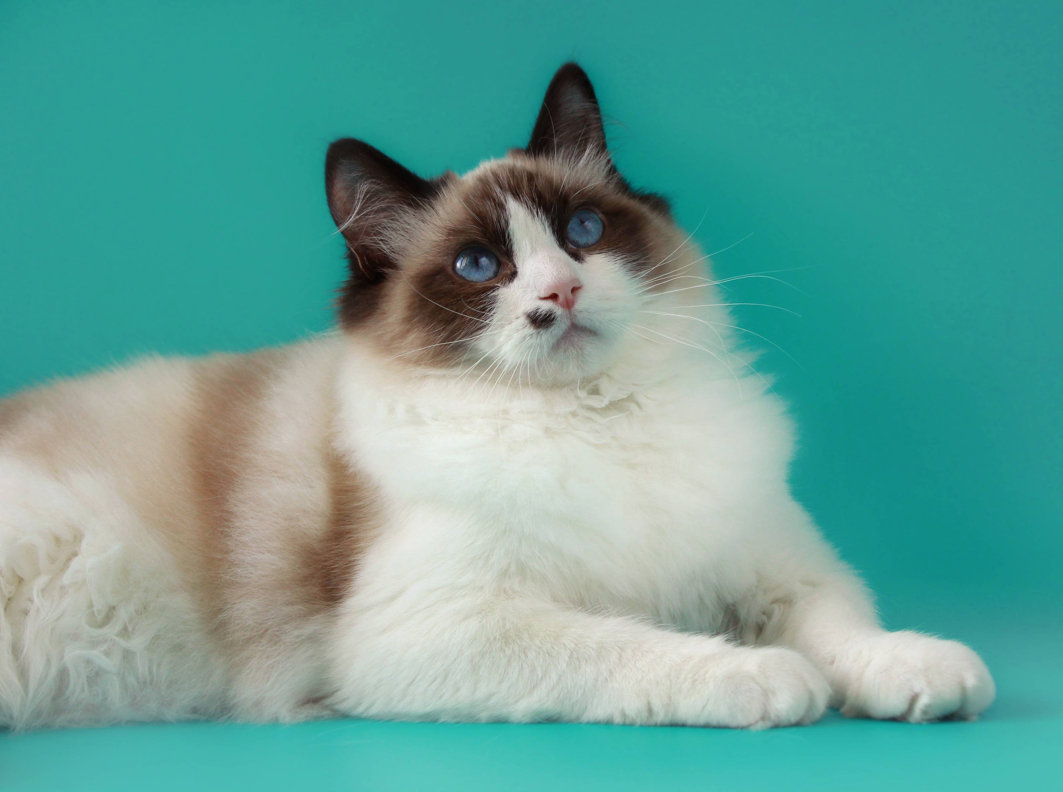 Рэгдолл кошка: фото, видео, о породе, характере, здоровье