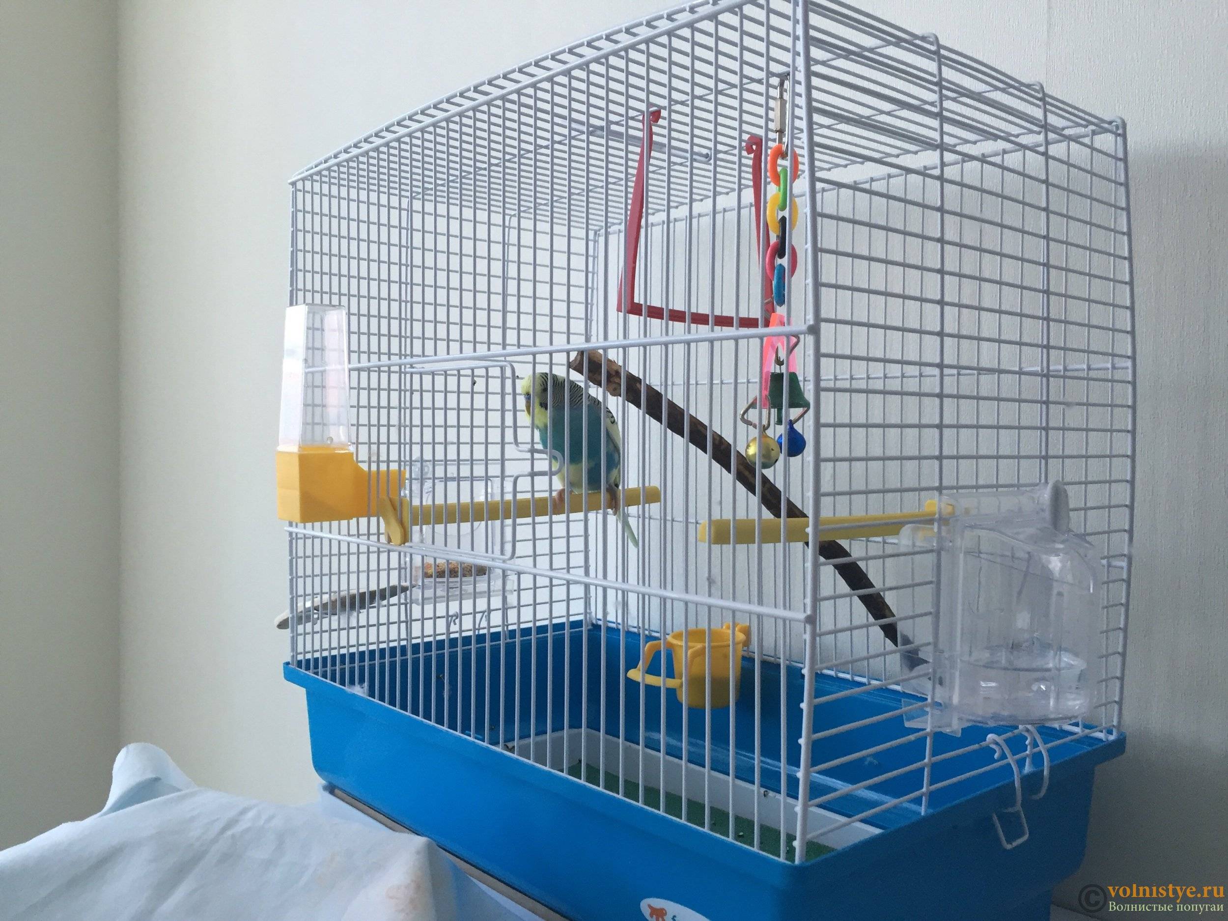 Попугаи-неразлучники: уход и содержание в домашних условиях