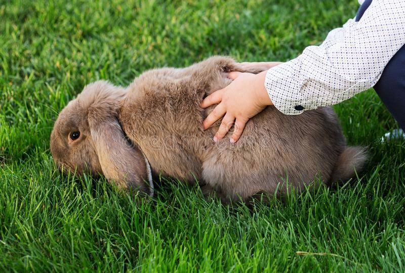 Можно ли давать кроликам одуванчики — selok.info