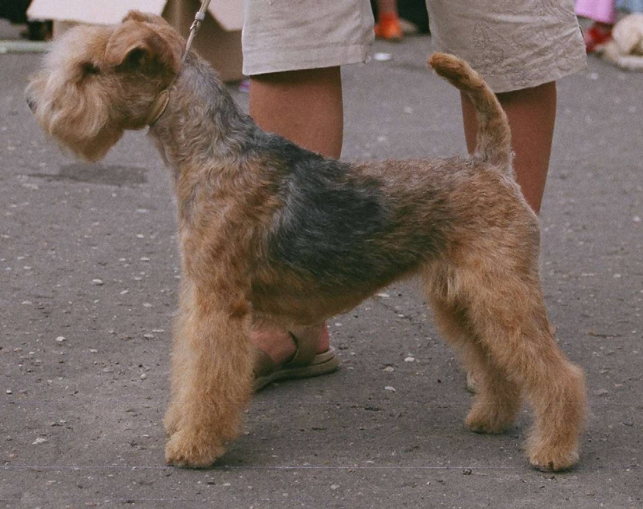 Описание породы собак лейкленд терьер с отзывами владельцев и фото