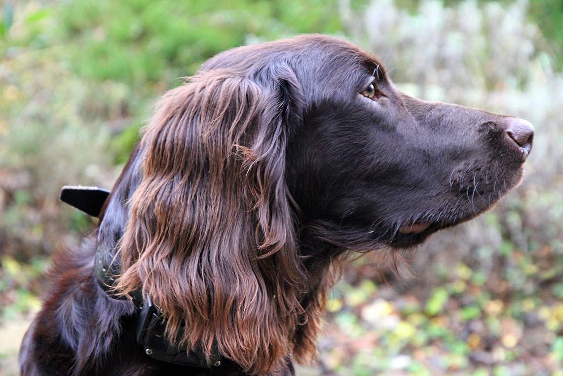 Немецкая длинношерстная легавая - лангхаар: описание внешнего вида собаки с фото по стандарту породы