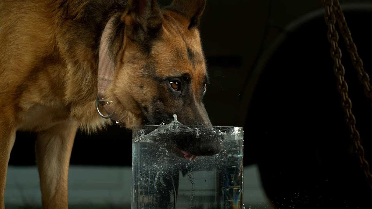 Собака плохо пьет. Собака пьет воду. Собака пьет воду из миски. Собака пьющая воду. Собака лакает.