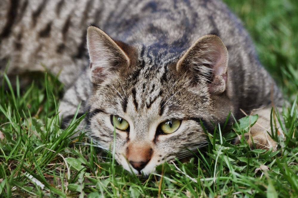 Лесной кот: внешний вид, фото, особенности, интересные факты, среда обитания