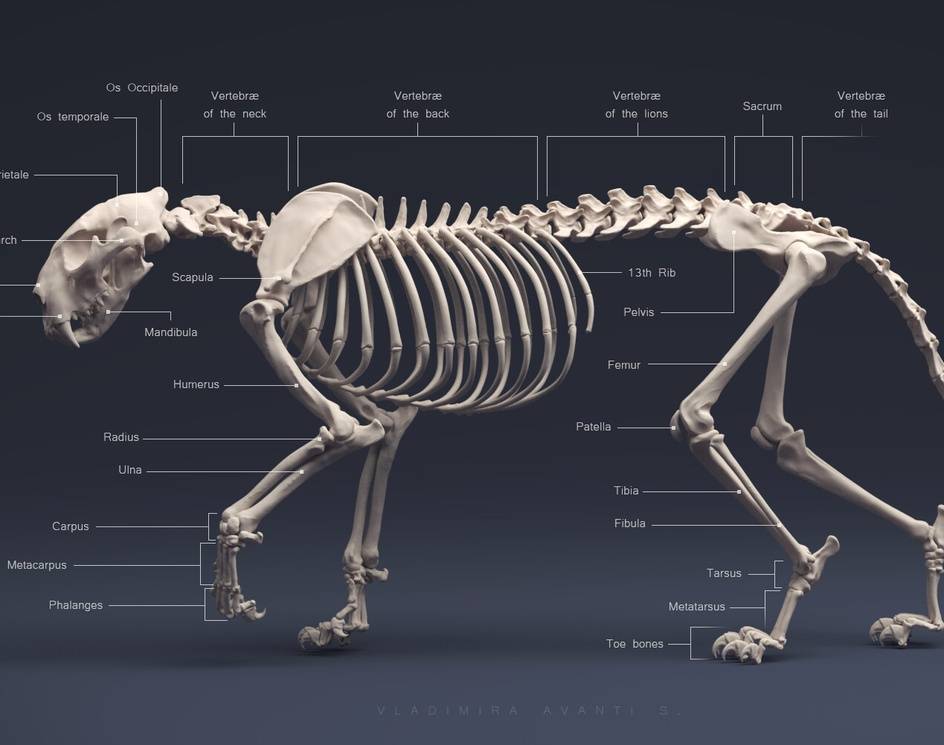 Скелет кошки.