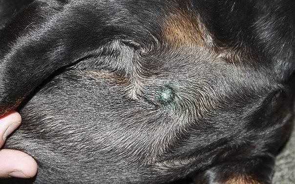 Шишка у собаки после прививки от бешенства | ваши питомцы