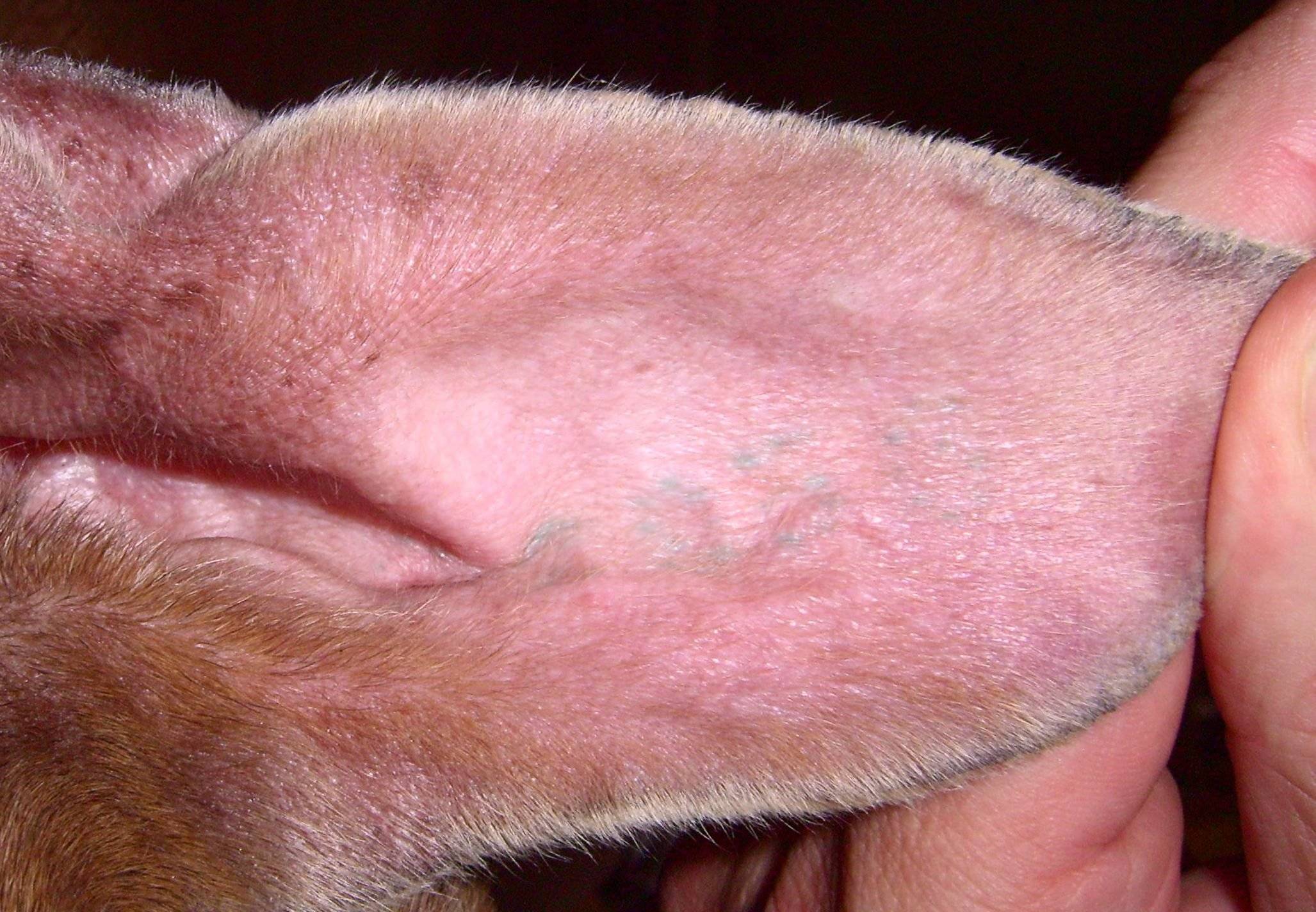 Причины появления красных пятен у собаки: возможные симптомы заболеваний