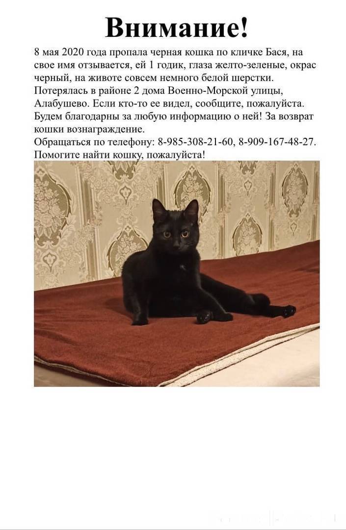 Почему кошки не отзываются, когда их зовут?