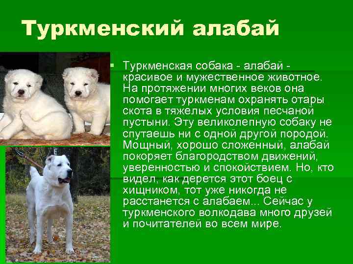 Туркменский алабай (фото): свирепый охранник, надежный защитник