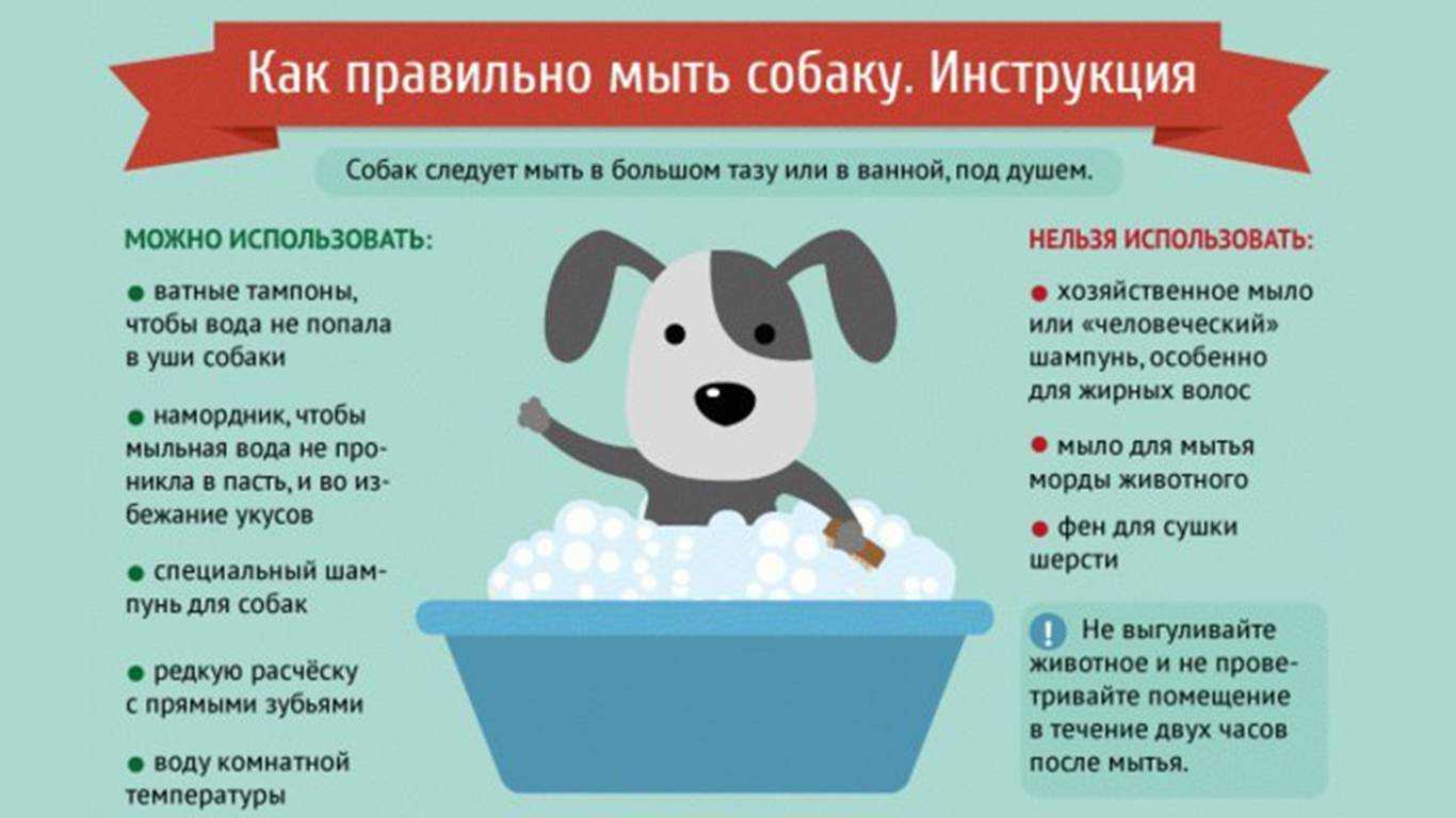 ᐉ как правильно ухаживать за собакой? - ➡ motildazoo.ru